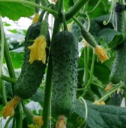 Ogórek Cantara F1 - Nasiona Holenderskie
