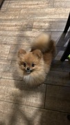Szpic miniaturowy pomeranian piesek 6 miesięcy 