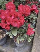 Rododendron kolekcjonerski Burletta wcześnie kwitnący