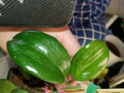 Hoya quiquenervia-cięty węzeł