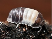 Cubaris Panda King isopody 15 + szt.