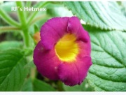 Achimenesy kłącze RF's Hetmex 