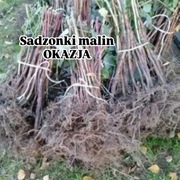 Sadzonki krzaki malin 
