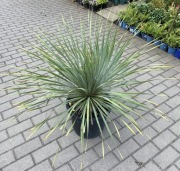 Juka Rostrata 400zł