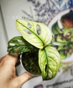 Monstera adansonii albo Mint variegata kolekcjonerska rzadka