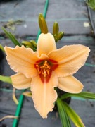 Liliowiec brzoskwiniowy bylina wieloletnia sadzonka 