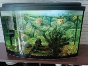 Akwarium 140l profilowane z pokrywą i z wyposażeniem 