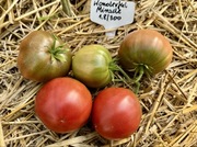 Pomidor Wonderful Miracle Kolekcjonerskie nasiona