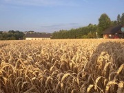 Pszenica ozima dla kur głębi kaczek bażantów