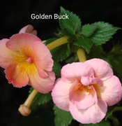 Achimenesy kłącze SRG's Golden Buck 