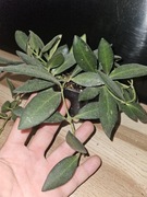 Hoya burtoniae cięta 