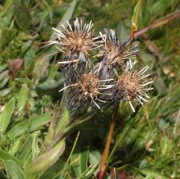 Saussurea tatsienense