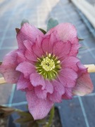 Ciemiernik Helleborus pełny 55