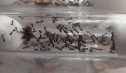 Monomorium subopacum  Q +około 25 robotnic + potomstwo 