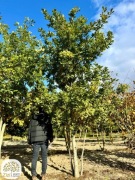 dąb błotny, szypułkowy, bezszypułkowy, 200-450cm,duże wielopniowe dęby