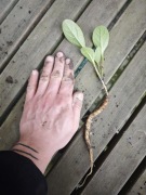 Mandragora officinarum sadzonka  Mandragora lekarska  roczna sadzonka