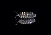 Armadillidium maculatum "Yellow"