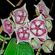 Hoya, hoja ~ ARCHBOLDIANA PINK ~ szczepka