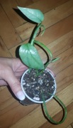 Epipremnum pinnatum pinatum cebu Blue 