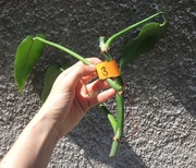 Philodendron filodendron Emerald Queen sadzonka cięta nr 3