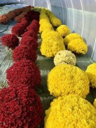 Chryzantemy - wszystkie rodzaje - producent