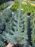 Świerk Srebrny kłujący 