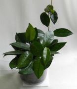 Hoja hoya carnosa 