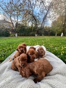 seter irlandzki szczeniaki