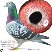 ***Top org. Günter Prange ***