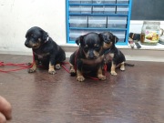 Szczenieta pinczer miniatura 