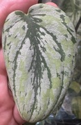Scindapsus Tricolor ( Silver mutation)