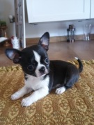 Chihuahua chłopczyk maleńki xxs