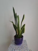 Kwiat sanseviera 60cm/ język teściowej /wężownica