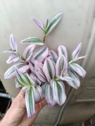 Trzykrotka full pakiet x 7