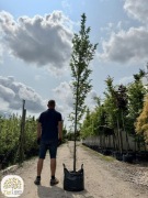 Carpinus betulus Fastigiata, Grab pospolity, obwód 8-10, 10-12,12-14cm