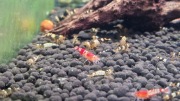 Krewetki Caridina mix 50 szt.
