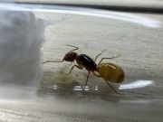 Camponotus fedtshenkoi królowa z potomstwem