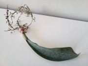 Sansevieria masoniana White variegated - kolekcjonerska