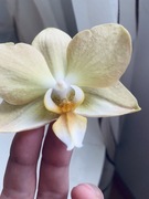 Phalaenopsis storczyk