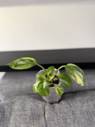 Philodendron green congo Marble variegata sadzonka z heat pack
