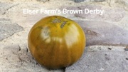 Elser Farm’s Brown Derby. Rzadka odmiana pomidora