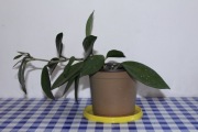 Hoya carnosa - młoda