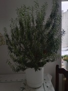 Rozmaryn roślina 8 lat 