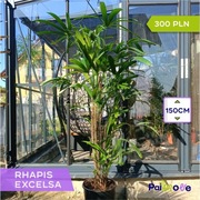 Palma Raphis excelsa 120cm wysoka
