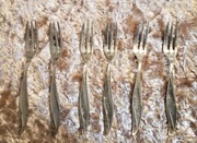 Srebrne widelczyki do ciast deserowe komplet 6szt