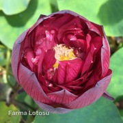 Lotos Nelumbo 'Rose Elegance' - kłącze