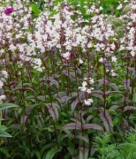 Penstemon palczasty sadzonka