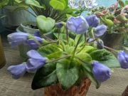 Fiołek afrykański liść N Neitri