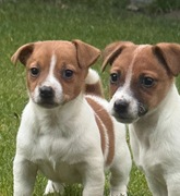 Jack Russell Terrier od # SMARTIE JACKS# suczka i piesek