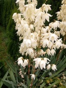 JUKA KORALIŃSKA Piękna Sadzonka 2 letnia YUCCA